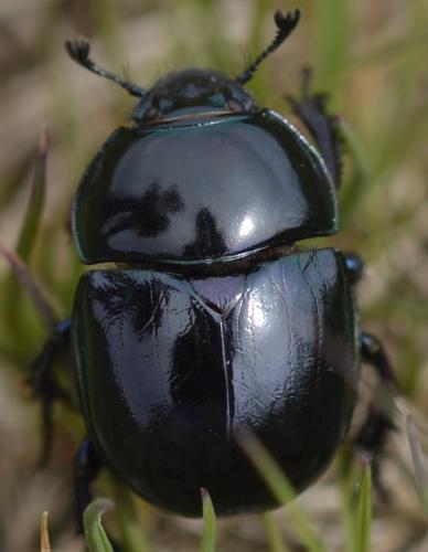 Réf. 225 602 : Trypocopris sp.